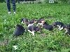  - Chiots beagle harrier